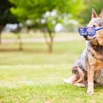 Australian Cattle Dog high quality wallpapers