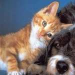 Cat and Dog download wallpaper