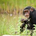 Chimpanzee hd pics