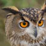 Great Horned Owl image