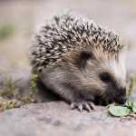 Hedgehog hd pics