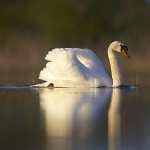 Mute Swan high quality wallpapers