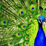 Peacock wallpapers for android