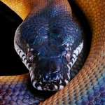 Python high definition wallpapers