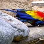 Scarlet Macaw download wallpaper