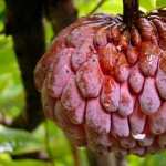 Sugar Apple download