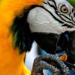 Blue-and-yellow Macaw pics
