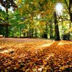 Fall Photography download wallpaper