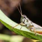 Grasshopper full hd
