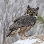 Great Horned Owl download