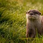 Otter high quality wallpapers