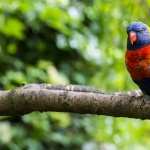 Rainbow Lorikeet free