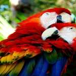 Scarlet Macaw 2017