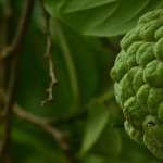 Sugar Apple PC wallpapers