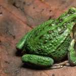 Tree Frog wallpapers