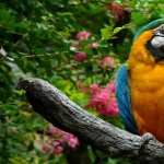 Blue-and-yellow Macaw PC wallpapers