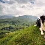 Border Collie wallpapers