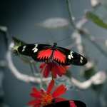 Butterfly high definition wallpapers