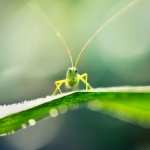 Grasshopper pics