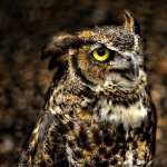 Great Horned Owl hd