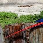 Scarlet Macaw pic