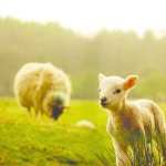 Sheep wallpapers for android