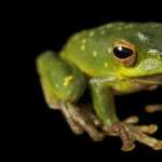 Tree Frog new photos