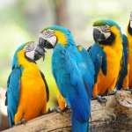 Blue-and-yellow Macaw new photos