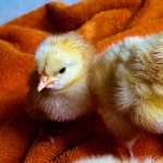 Chicken wallpapers for android