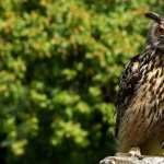 Great Horned Owl free download