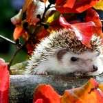 Hedgehog download wallpaper