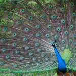 Peacock images