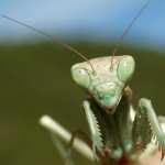 Praying Mantis wallpapers for android