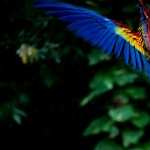 Scarlet Macaw PC wallpapers