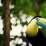 Toucan wallpapers for iphone