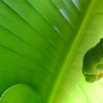 Tree Frog new wallpapers