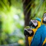 Blue-and-yellow Macaw hd wallpaper