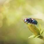 Fly Animals high definition wallpapers