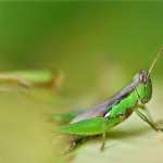 Grasshopper free download