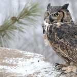 Great Horned Owl wallpapers for iphone