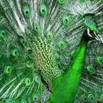 Peacock download wallpaper