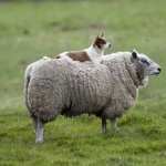 Sheep high definition photo