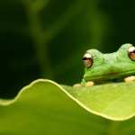 Tree Frog images