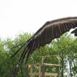 Vulture widescreen