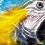 Blue-and-yellow Macaw hd