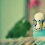 Budgerigar wallpapers for android