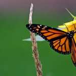 Butterfly free