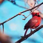 Cardinal free