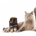 Cat and Dog wallpapers for android