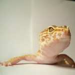 Gecko desktop wallpaper